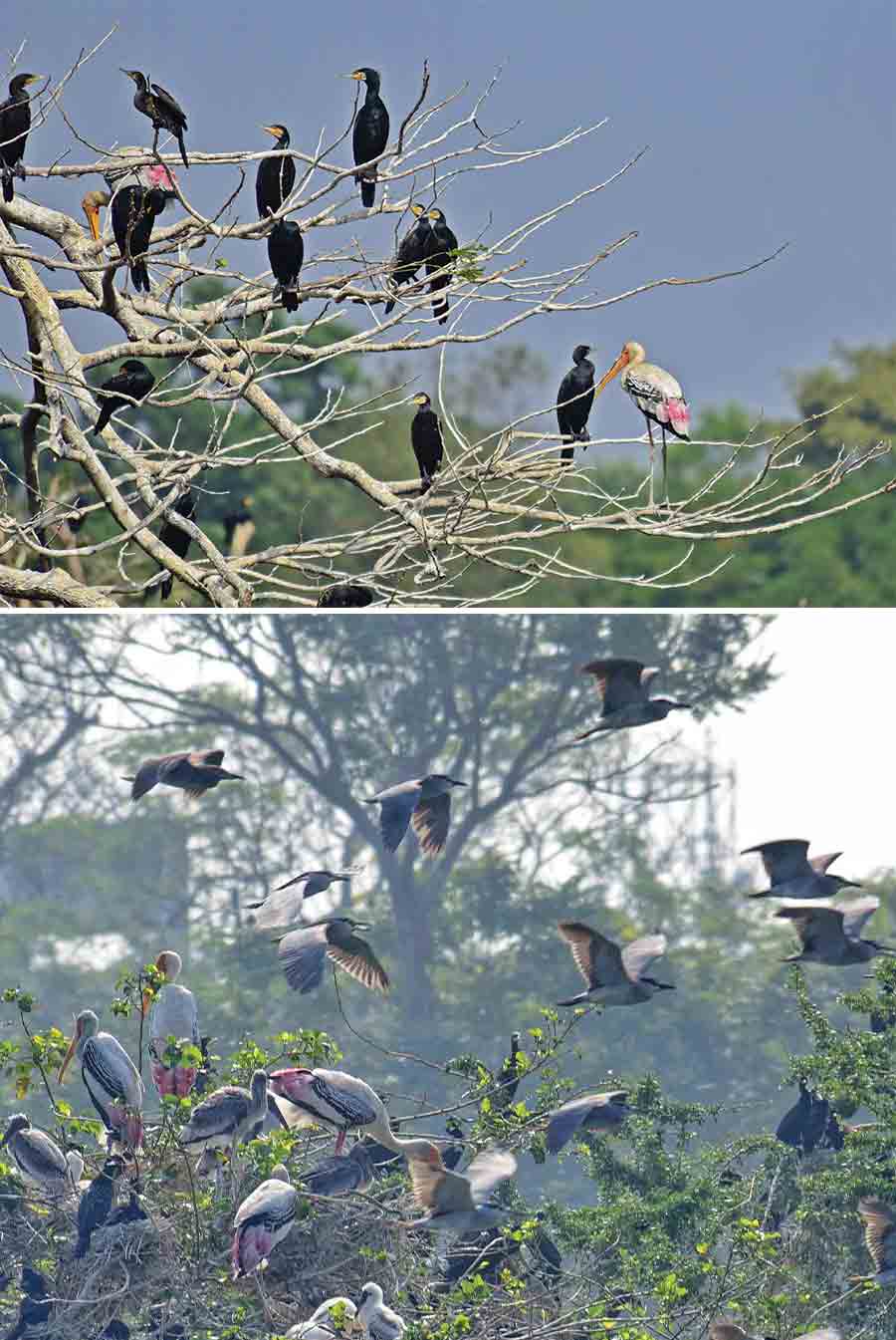 Several migratory birds have arrived at the Rabindra Sarobar island this winter 