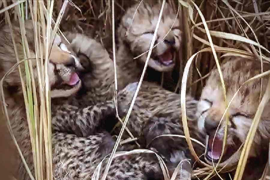 A South African cheetah named 'Gamini' has given birth to five cubs in  Madhya Pradesh's Kuno National Park, bringing the total count of b