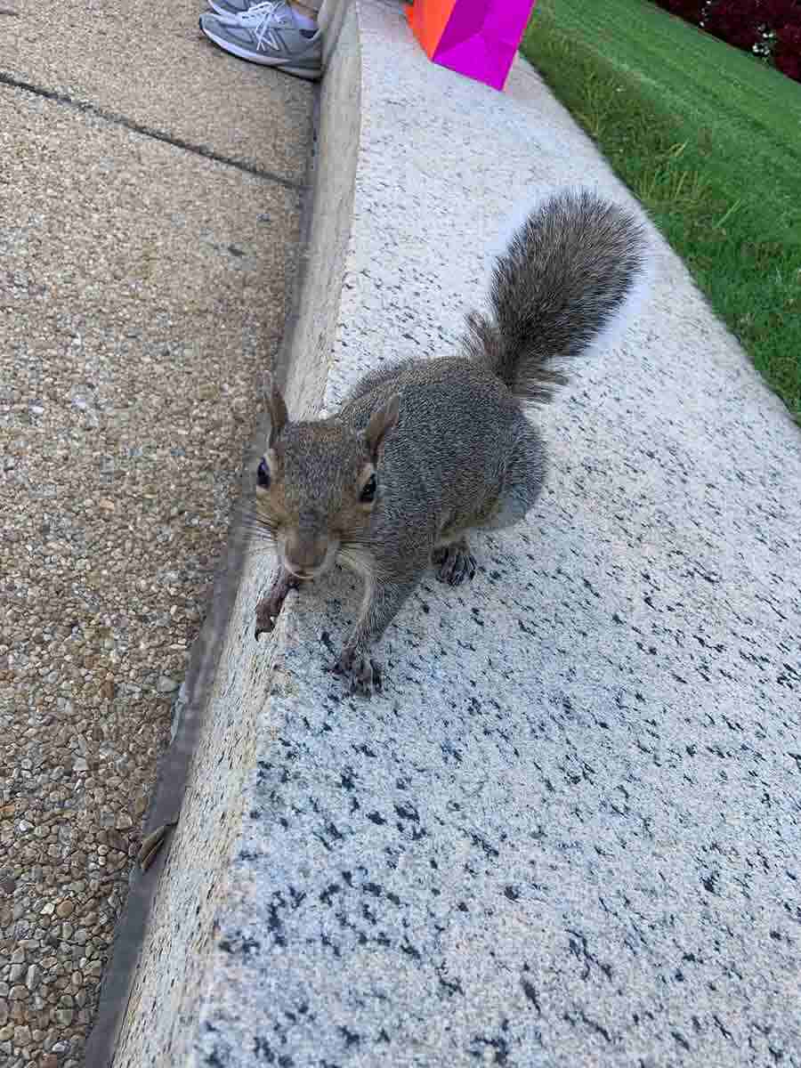 Squirrels are everywhere and they are not in the least afraid of humans. They will come right up to you and take food from your hands. This one is right outside the National Gallery of Art, where I'd sat down for a bite