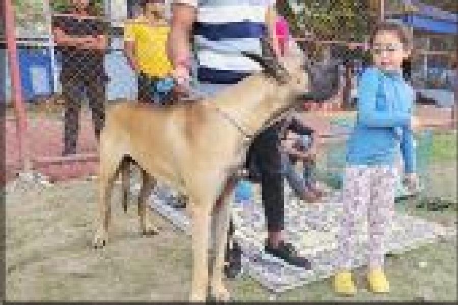 Devika Datta Roy, a fiveyear-old resident of CL Block, kept returning to make friends with Kaiser, the Great Dane from FD Block. “I’m surprised Kaiser is letting the child near him,” said his trainer Rakesh Biswas. “Back in FD children’s park, he chases off the kids! His father Genghis is more of a people’s person but Kaiser decides who he plays with.