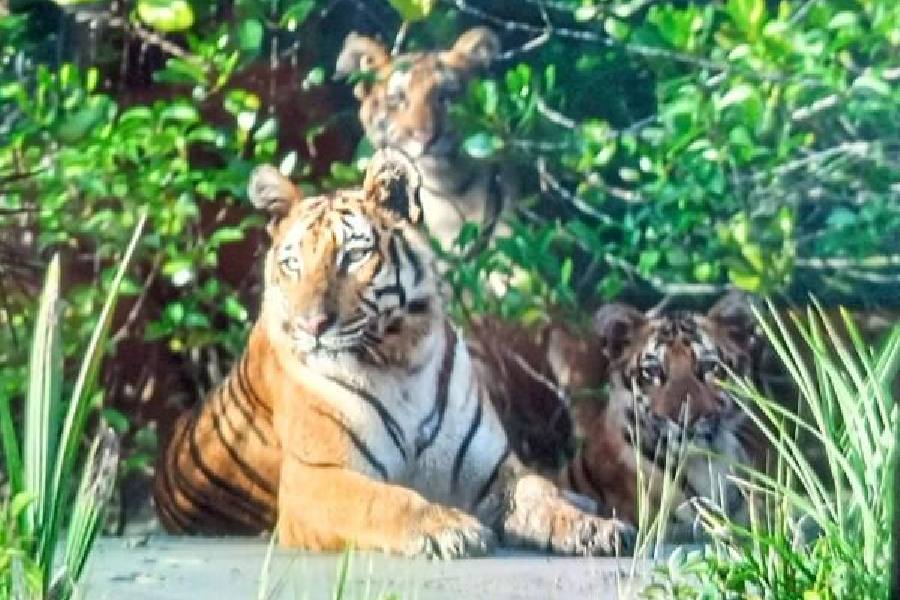 The mom tiger and the cubs that are among the most sighted by tourists in the Sunderbans