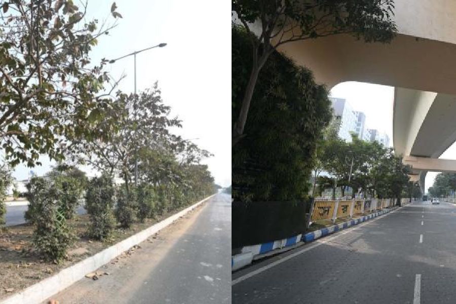 Trees on the divider near Aliah University in New Town that were planted during an earlier drive by the NKDA, (right) a view of the vertical gardens on Metro pillars in New Town