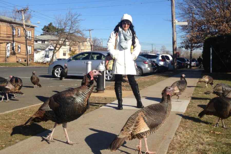 Letters To The Editor How Wild Turkeys Have Bothered The People Of New   1704850951 Lettersfinal 