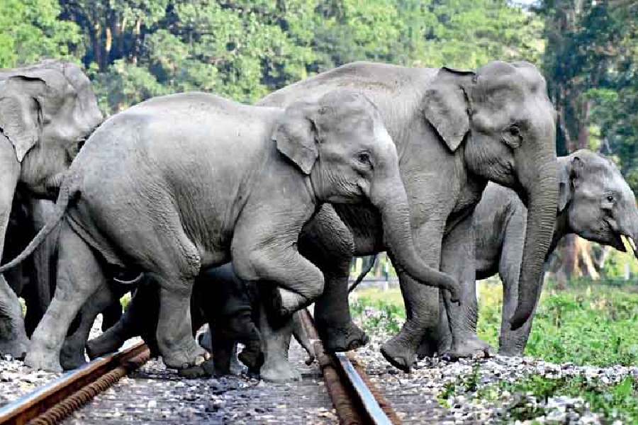 Karnataka forest department resumes ‘Operation Jumbo’ to capture wild