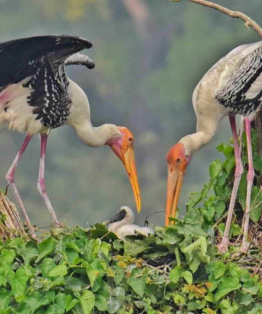 Two painted storks take care of a chick on a tree at Rabindra Sarobar