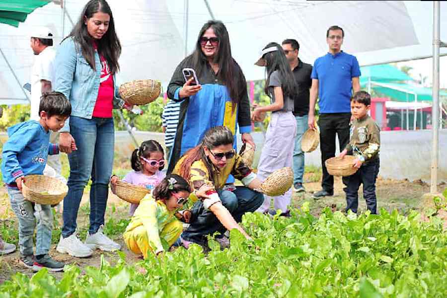 Beyond the typical, immersive tours, the farm provides insights into the fundamentals of organic farming. In addition to many other experiential activities, visitors can take part in guided vegetable picking