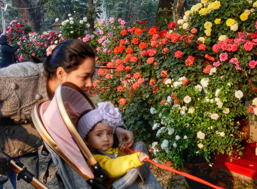 The 34th Annual Rose Show by Bengal Rose Society was held at Lions Safari Park in Kolkata from January 12 to 14  
