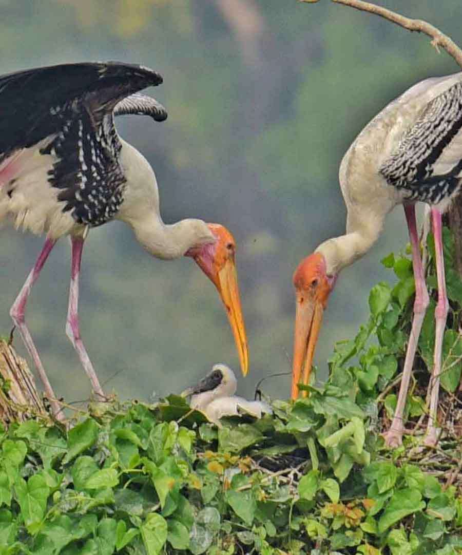 Two painted storks and other migratory birds have arrived at Rabindra Sarobar  