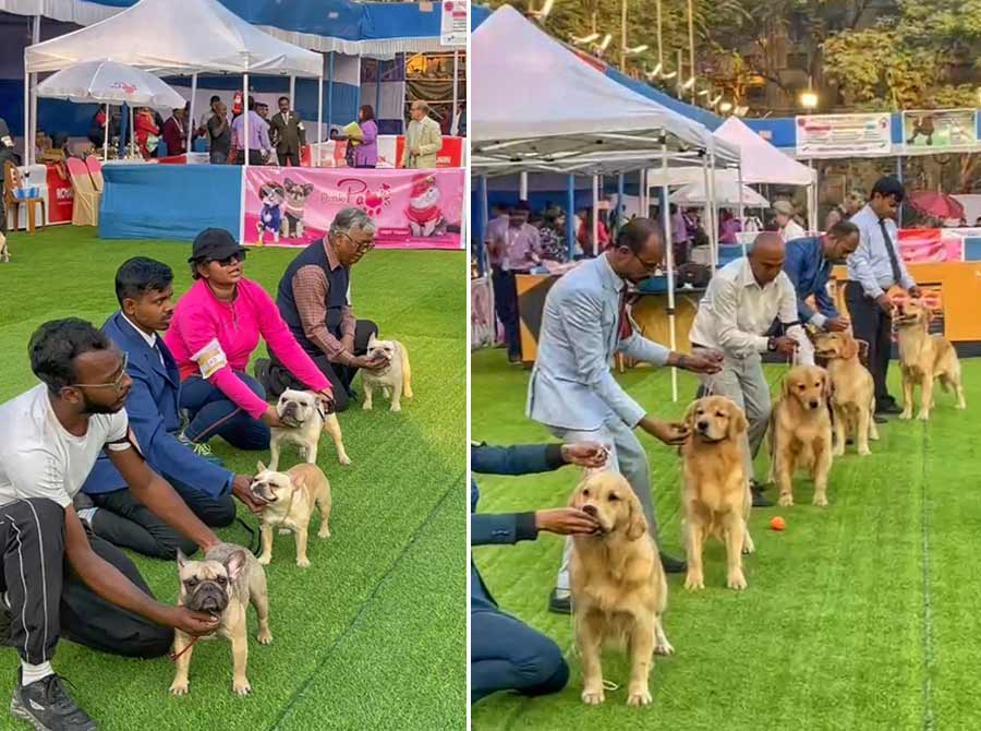 A dog show was organised by the Calcutta Kennel Club at Vivekananda Park. The three-day show was held from January 12 to January 14  