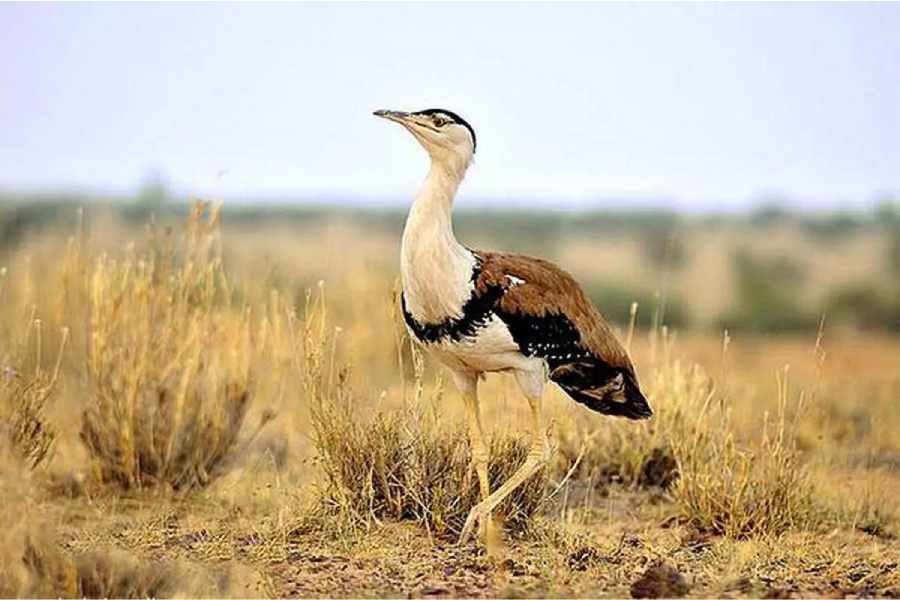 Great Indian Bustard Supreme Court Asks Govt To Come Out With   1705674940 New Project 1 