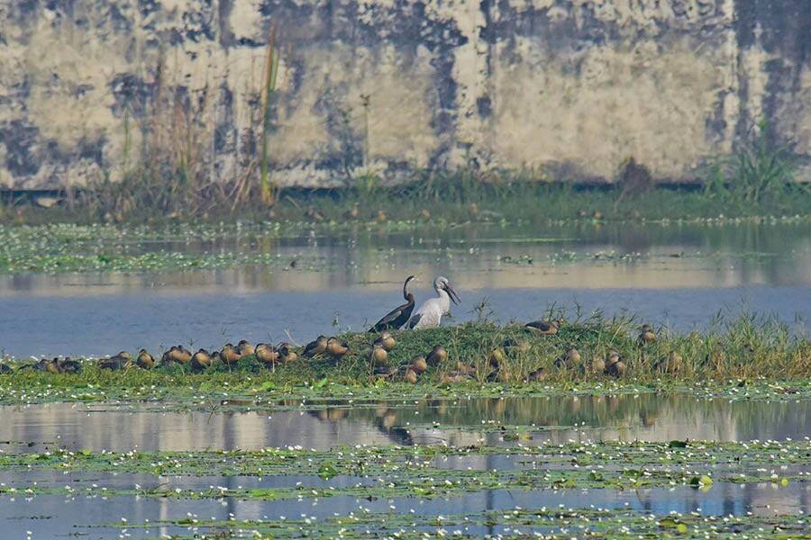 Oriental Darter (left) and Asian Open Bill (right) with a group of Lesser Whistling Duck at the pond in Baruipur 
