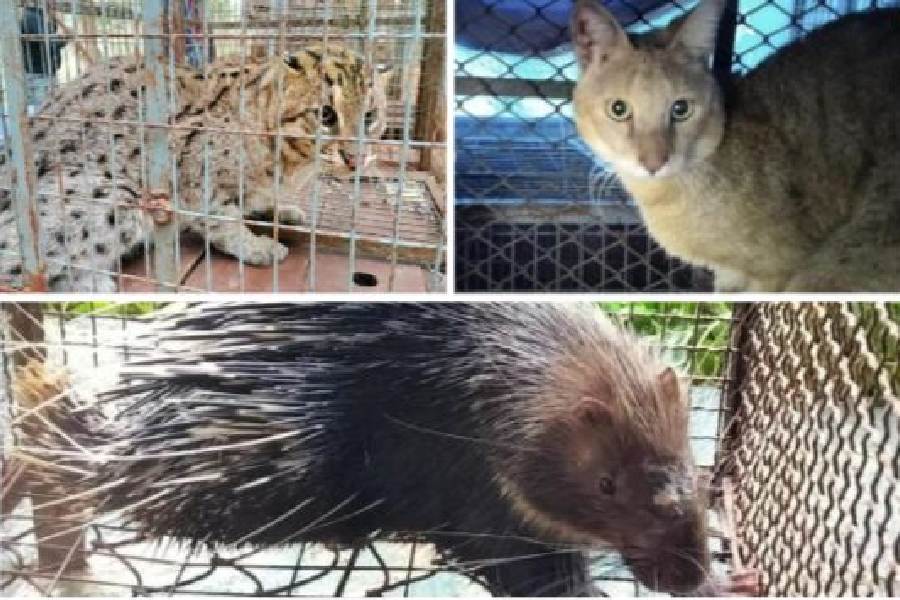 (Clockwise) A fishing cat, a jungle cat and a porcupine that were released on Thursday