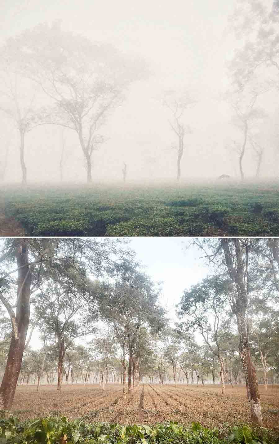 Early morning fog engulfs a tea garden at Malbazar. Tea picking has been on a halt since December 23 and shall resume from February 17. During this time, the plants are trimmed   