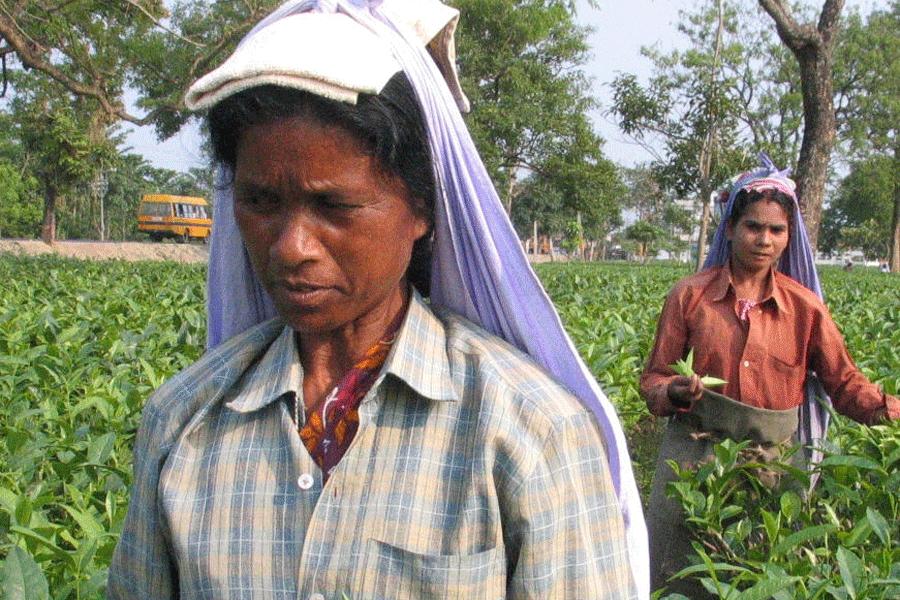 Dooars Plucking Of Leaves In Tea Estates And Small Plantations In Dooars And Terai To Commence 6752