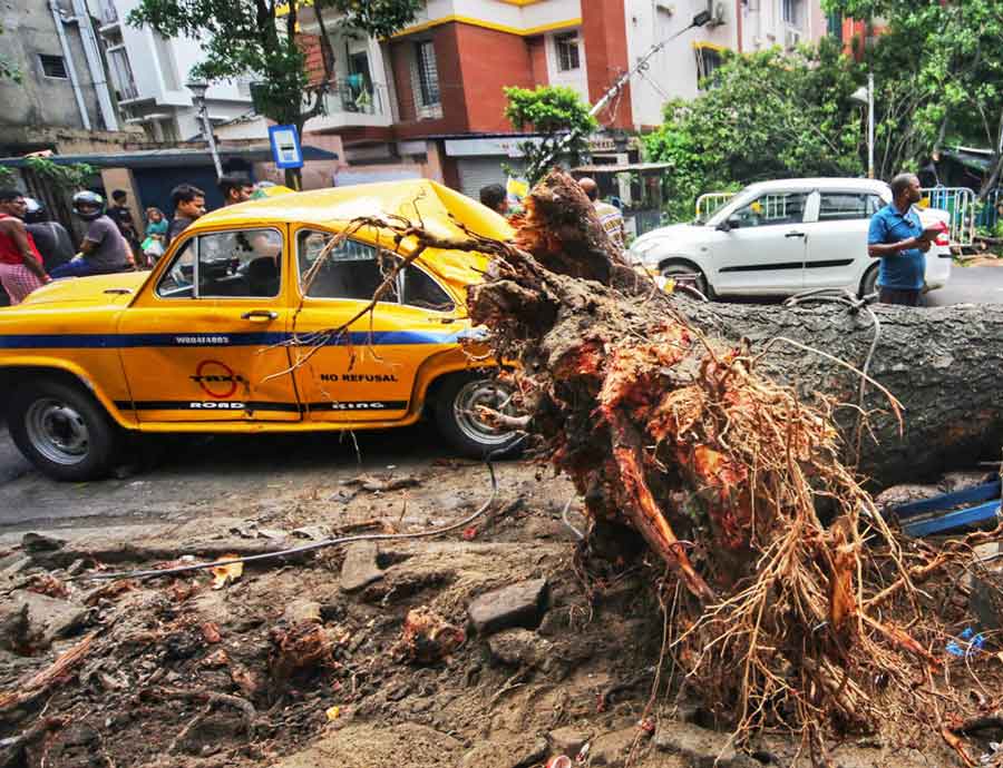 A tree fell on a yellow taxi on Harish Mukherjee Road on Tuesday morning and injured one cyclist 