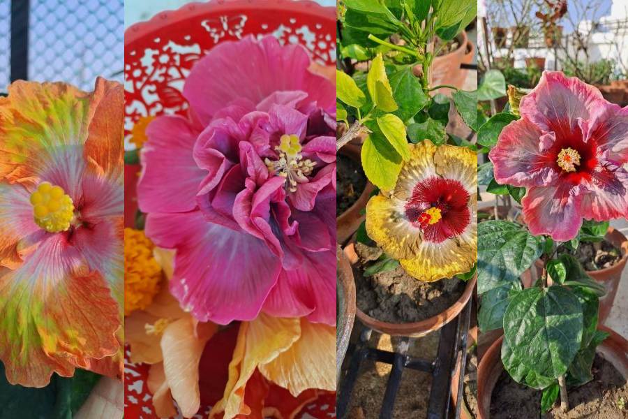 Hibiscus varieties in Paul's garden