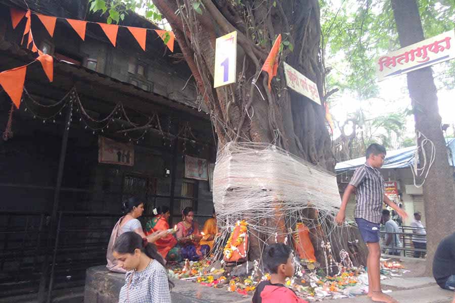 Vata Purnima puja being performed around one of the five banyan trees at Nashik’s Panchavati.