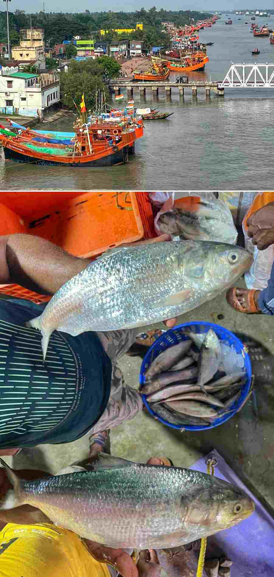 (Top) Fishing boats at the Namkhana bank of Muriganga river and (above) hilsa fish are still not available in the Bay of Bengal. So fishermen are struggling to travel 700km near the Bangladesh border for sustenance. Inadequate rain and oppressive heat are being attributed to the paucity in supply of hilsa