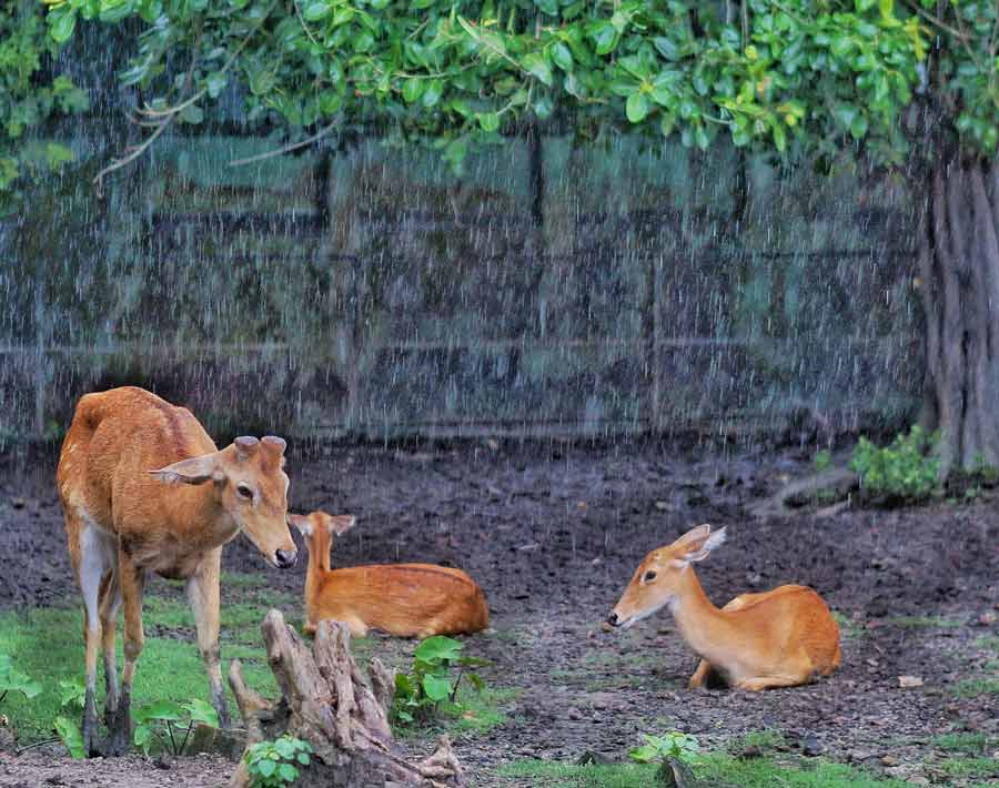 Deer take shelter under a tree at Alipore Zoo  during rain  on Monday afternoon