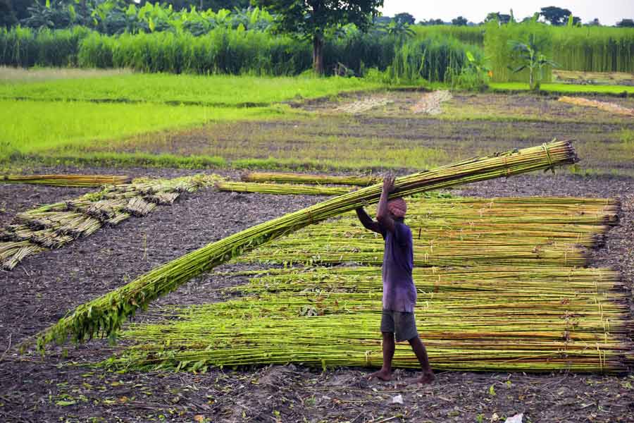The season of harvesting jute is over, now cultivators are shifting it from the fields in Nadia district