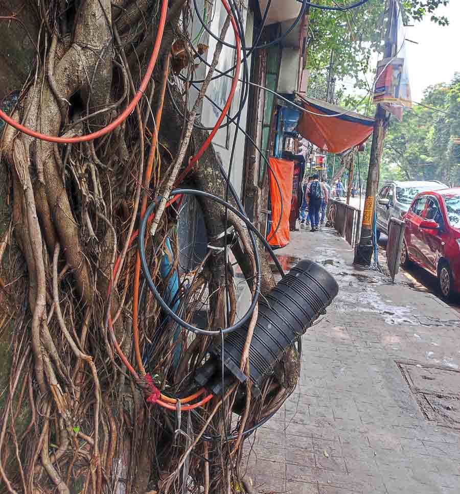 A tree  entangled with a mesh of cables and wires on a busy street in Dalhousie on Thursday