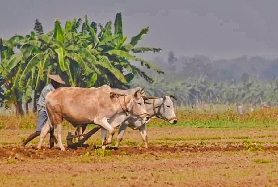 With the onset of monsoon, a farmer ploughs the land before cultivation on Monday morning at Krishnanagar in Nadia district. The land is prepared for cultivation in the monsoon  