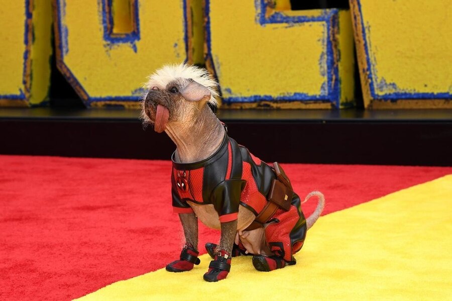 Britain’s ugliest dog title winner Peggy walked the red-and-yellow carpet in his Deadpool attire.