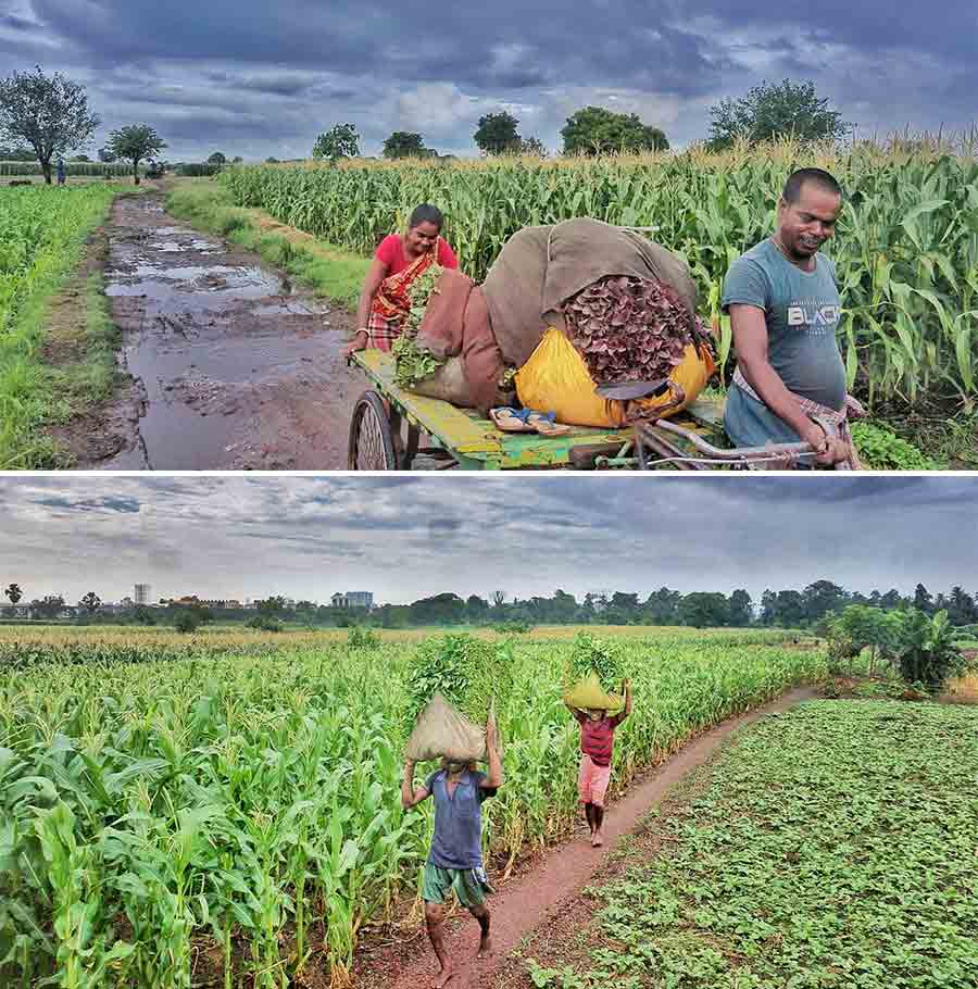 Farmers carry harvested water spinach from fields in Dhapa area on Monday evening