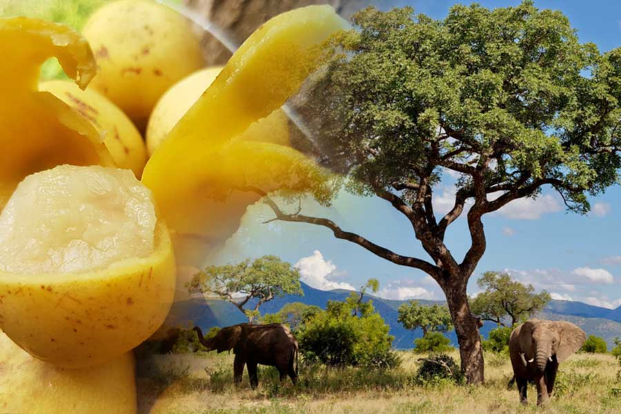 Elephants in the shade of a Marula tree