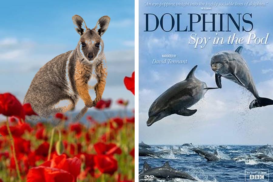 Wallbabies on poppy / Spy in the Pod film poster