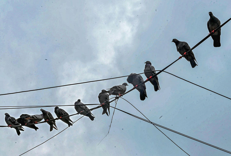 Birds perched on an overhead wire against a cloudy sky on Saturday