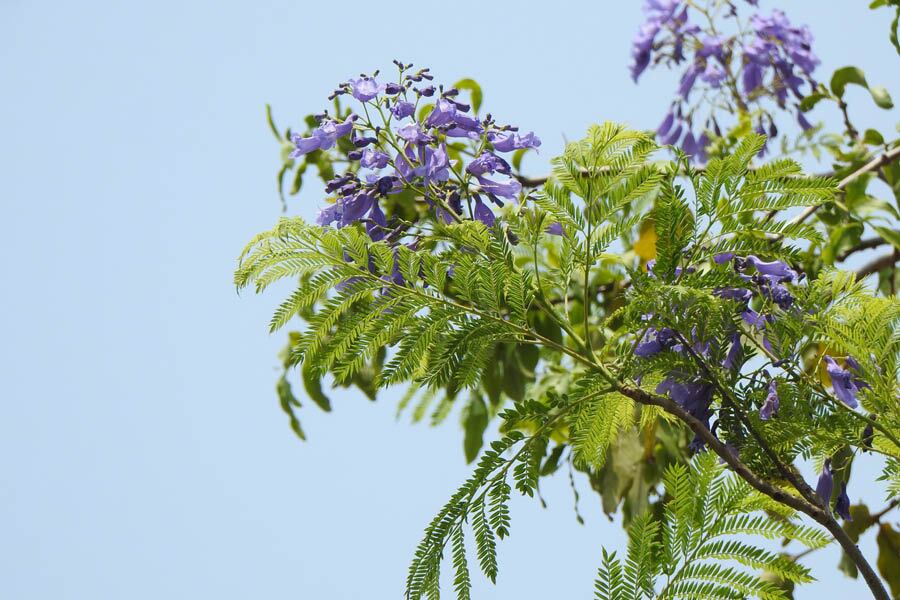 In addition to the iconic red Krishnachura tree, Kolkata also has Neel Krishnachuras that pop with a unique shade of blue