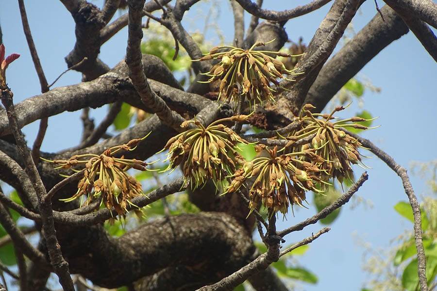 The Buttercup Tree is present in parks around the city, including Eden Gardens