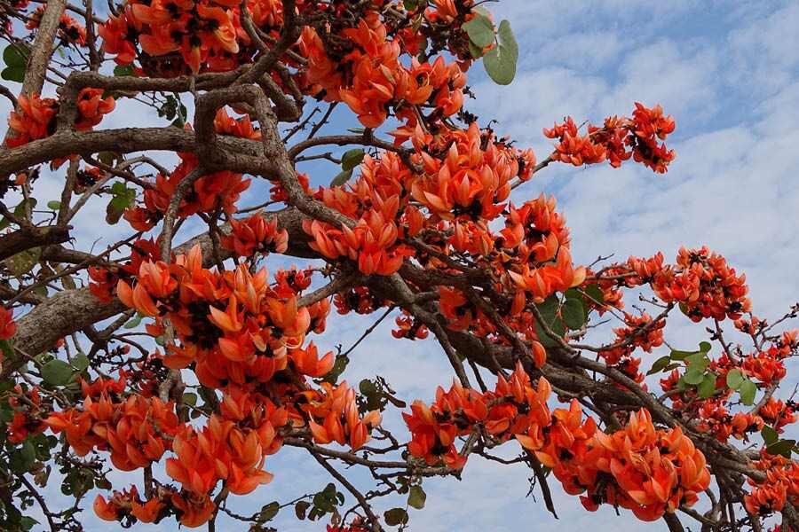 Butea monosperma, aka Palash, is present throughout the city and considered sacred in Hinduism