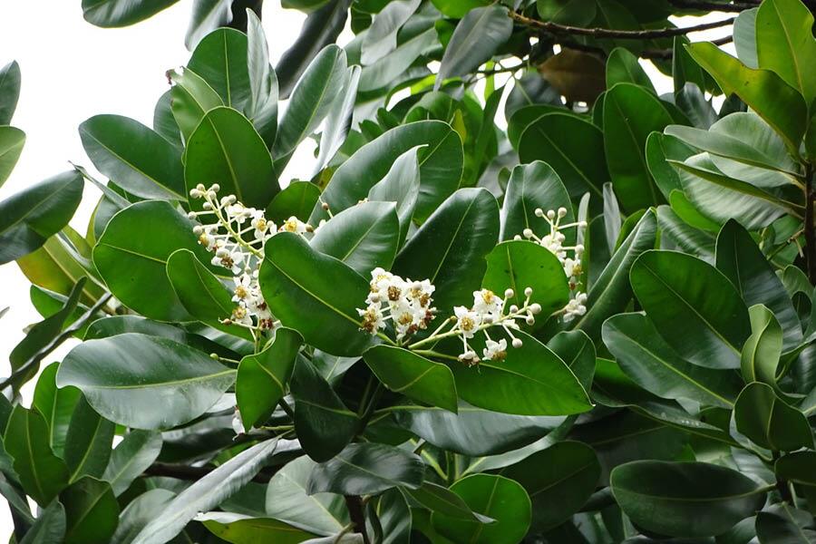 The Sultan Champa has a sweet smell that just lasts for one day!