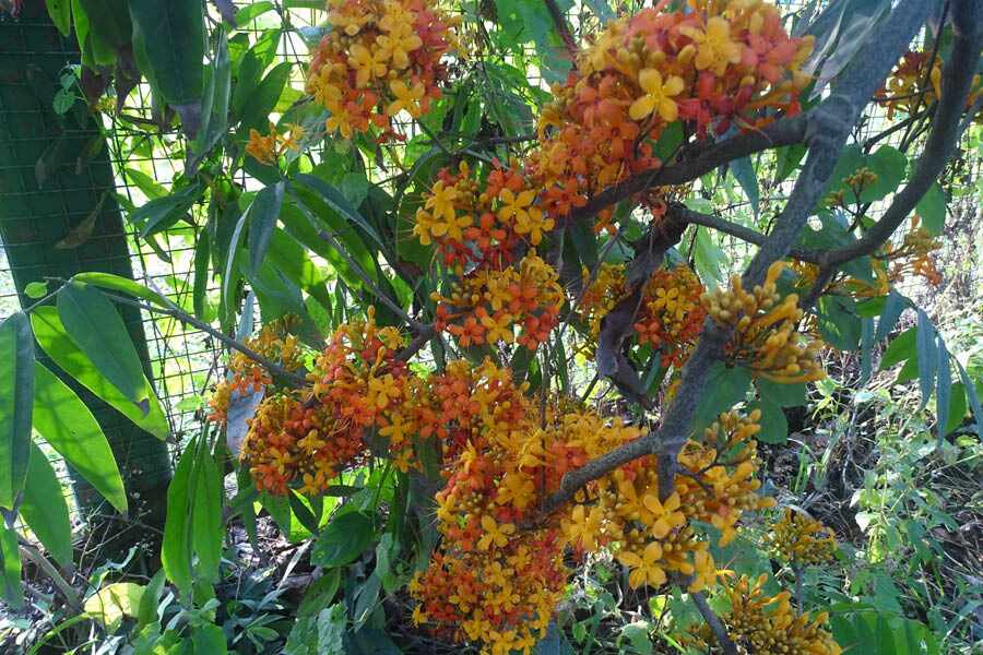 The Ashoka Tree is one of the most common sightings in the city, and is found across home gardens, parks and avenues