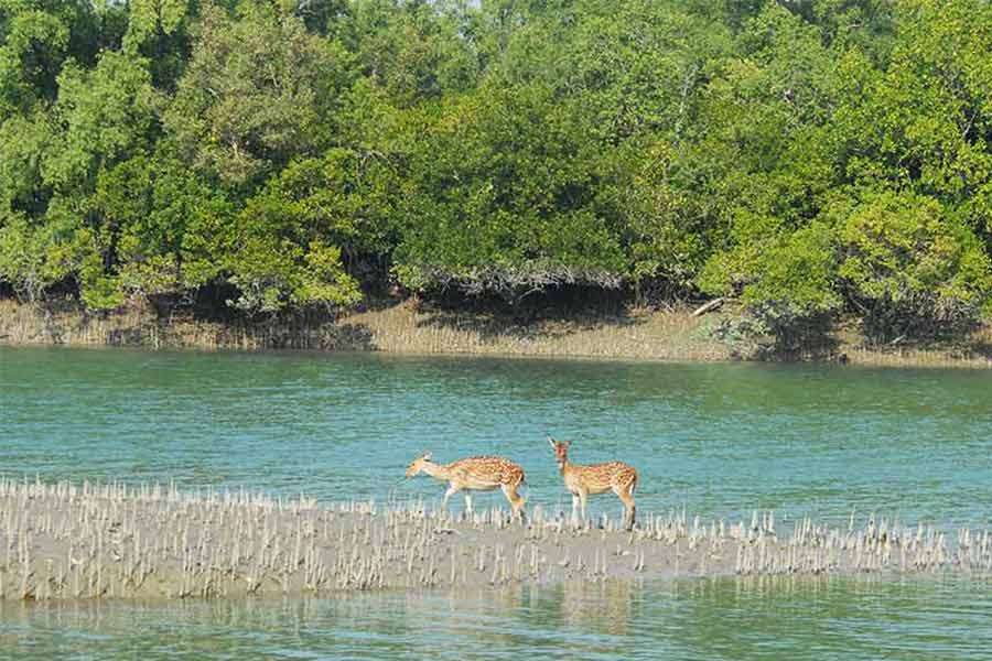 Sunderbans is the largest mangrove ecosystem in the world spread over 10,000sqkm