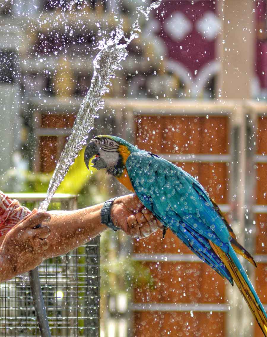 Kolkata and several parts of south Bengal are once again reeling under the heatwave. The weather on Monday was hot and humid with maximum temperature touching 37.6˚C. In picture, a macaw get a bath for some relief  