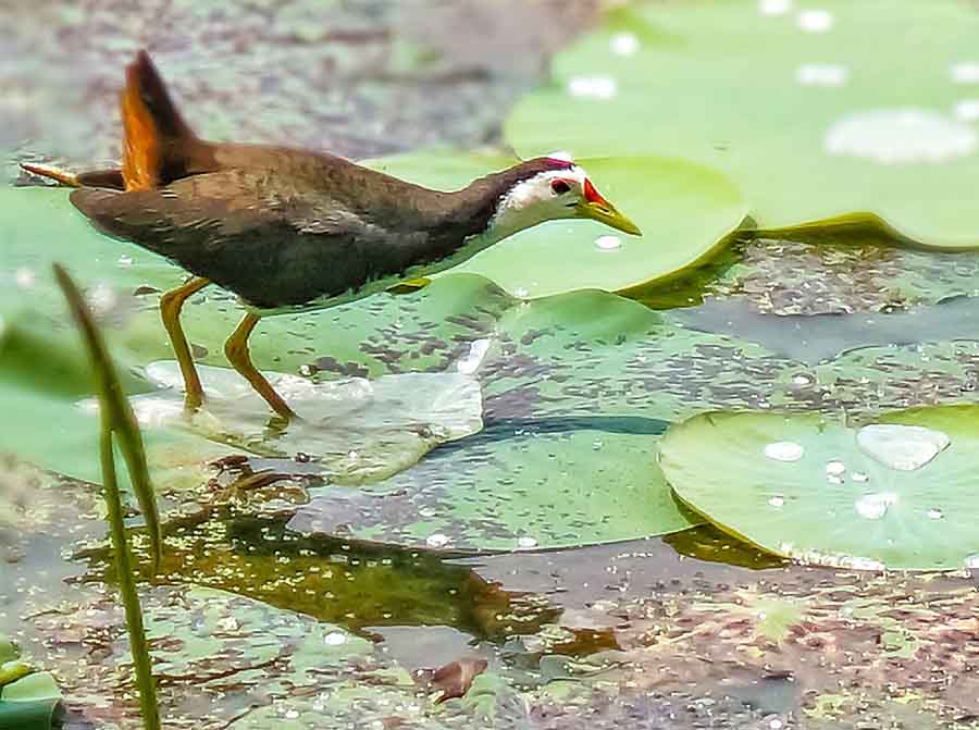 A white-breasted waterhen, a common resident bird of Bengal and also known as ‘dahuk’, at Rabindra Sarobar on Thursday morning