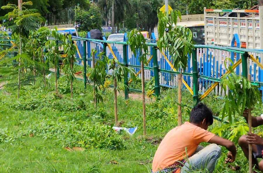 Workers under the parks and squares department of Kolkata Municipal Corporation engaged in afforestation to create a green buffer zone in borough III on Thursday