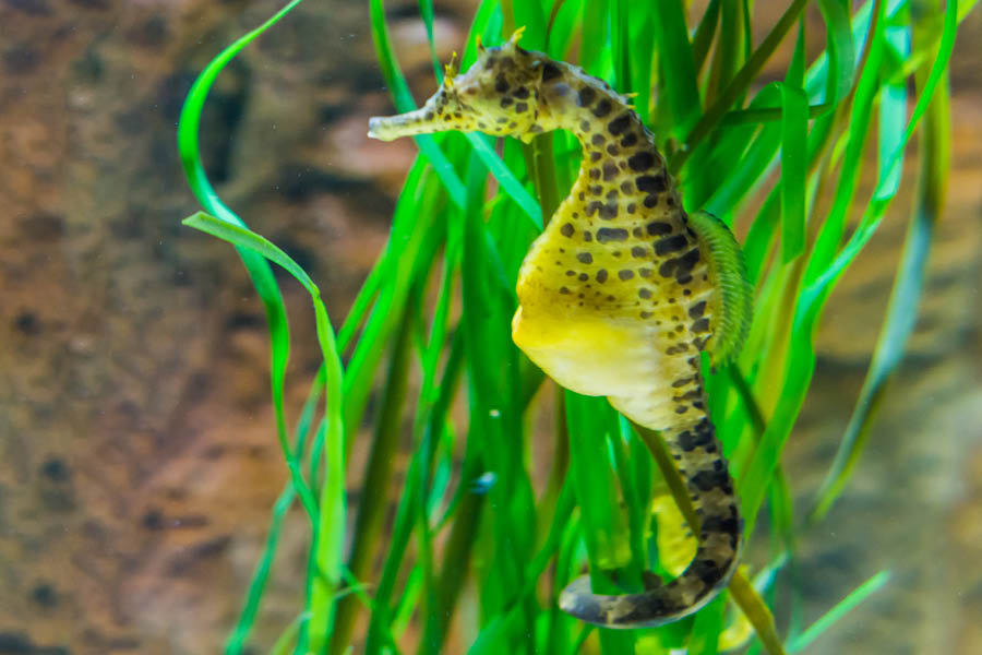 The father seahorse has a pouch in its stomach and can carry as many as 2,000 babies at a time