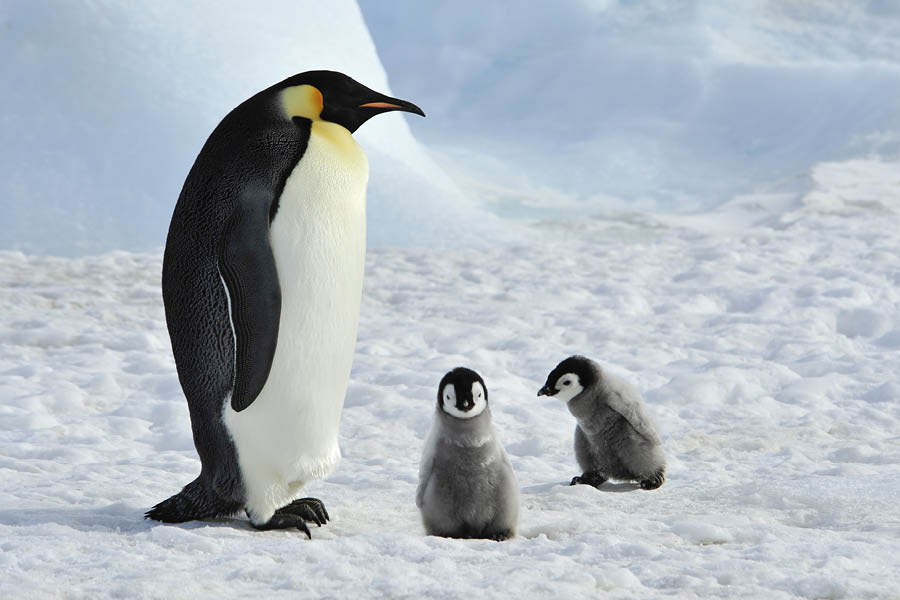 Once the egg is laid, the female penguin transfers it to the male and returns to the sea