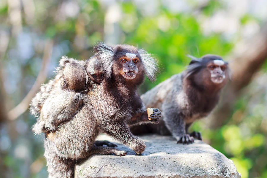 The father marmoset often helps the mother by carrying children on his back