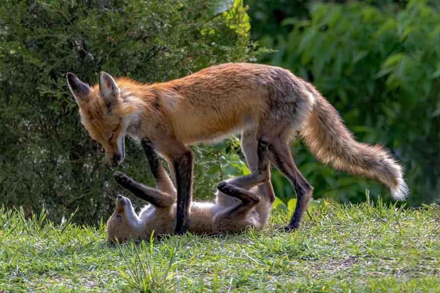 A male Red Fox at play with one of his pups