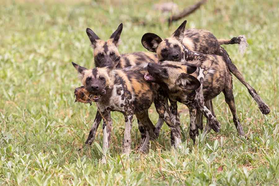 African Wild Dog puppies playing in the wild