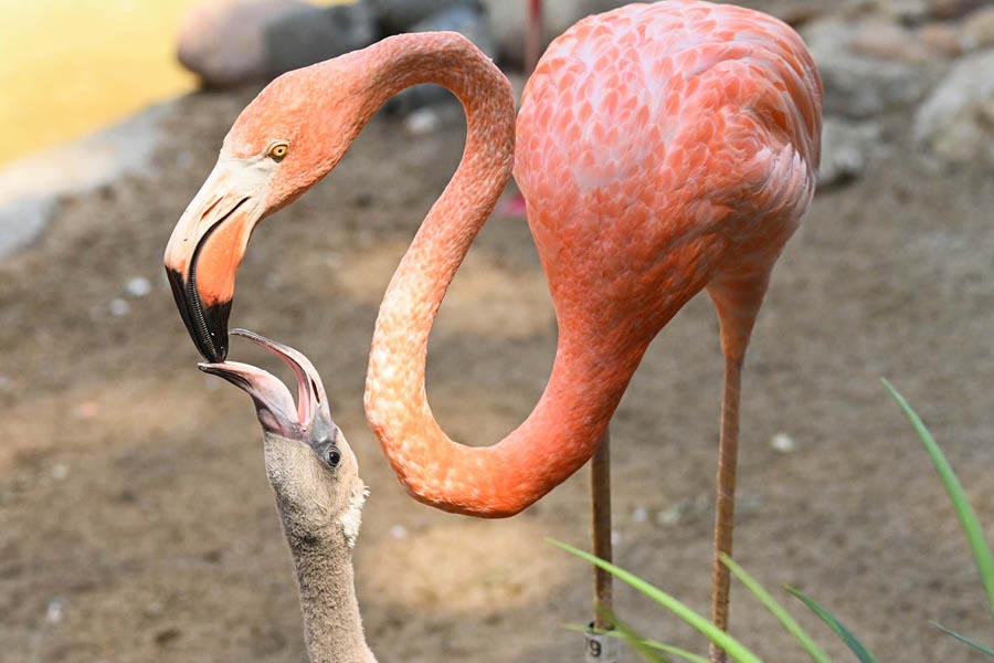 According to research, flamingo dads spend more time than moms, incubating the eggs over the first month