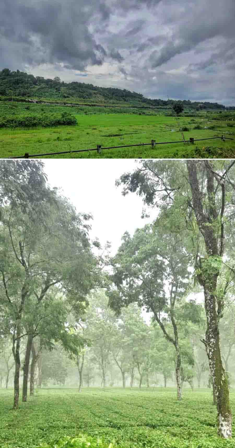 Tea gardens in Jalpaiguri district have been drenched since monsoon set in north Bengal a few days ago. The monsoon curve is said to touch south Bengal over the coming weekend   