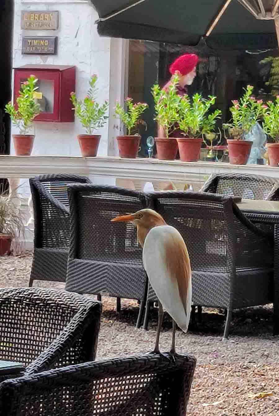 An eastern cattle egret perched on a rattan chair at The Tollygunge Club on a hot Saturday afternoon