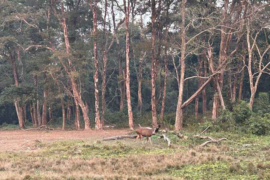 Hollong Forest Bungalow | A first-person account of staying at the ...