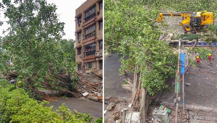 A tree was uprooted on Sarat Bose Road near Chakraberia Road on Wednesday afternoon, disrupting traffic in the area for a few hours  